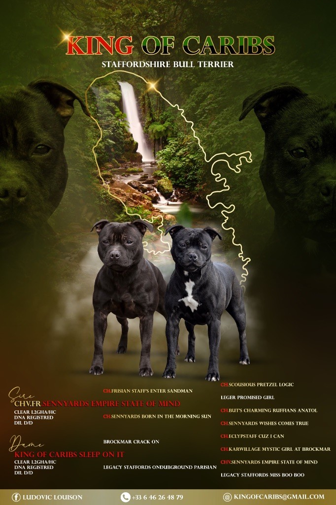 Chiot Staffordshire Bull Terrier King Of Caribs