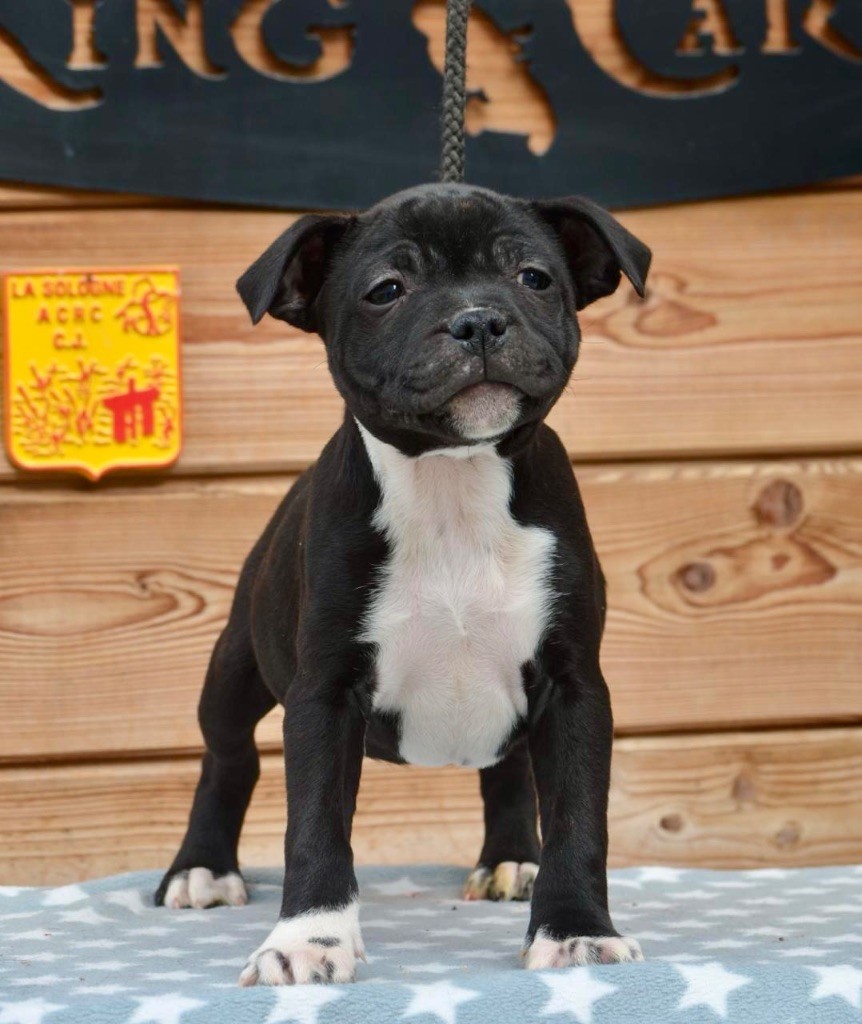 King Of Caribs - Chiots disponibles - Staffordshire Bull Terrier