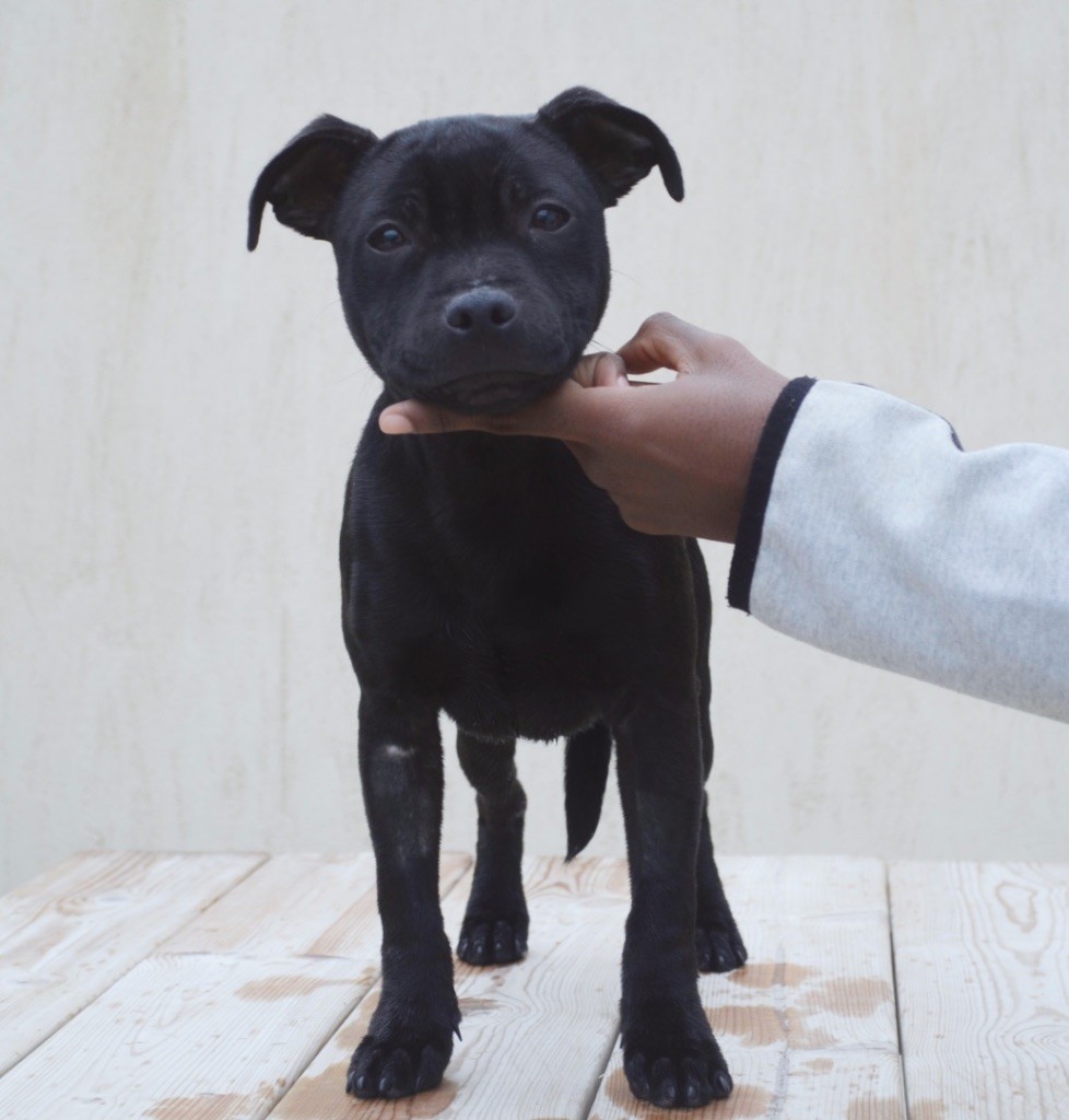 King Of Caribs - Chiots disponibles - Staffordshire Bull Terrier