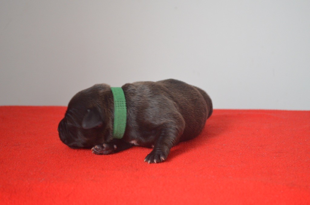 King Of Caribs - Chiots disponibles - Staffordshire Bull Terrier