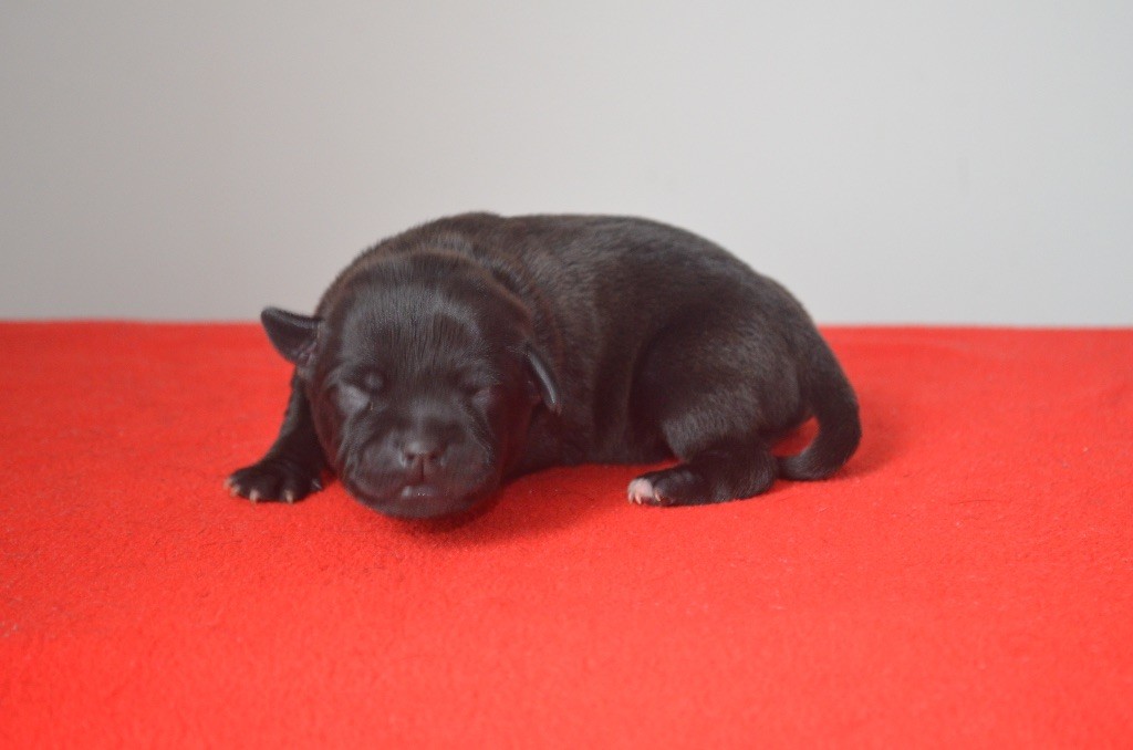 King Of Caribs - Chiots disponibles - Staffordshire Bull Terrier