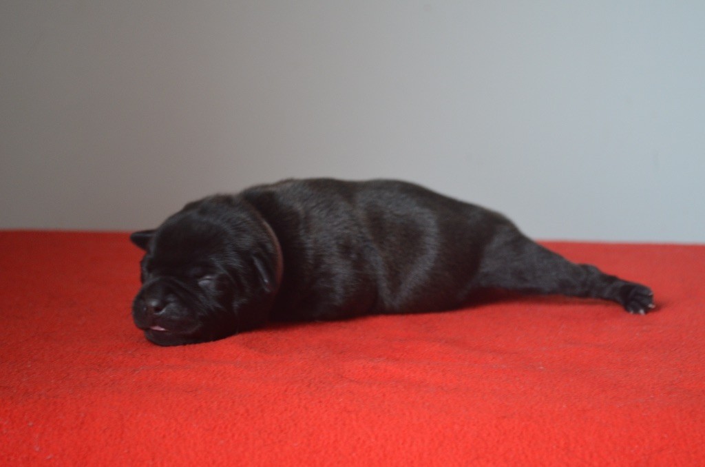 King Of Caribs - Chiots disponibles - Staffordshire Bull Terrier