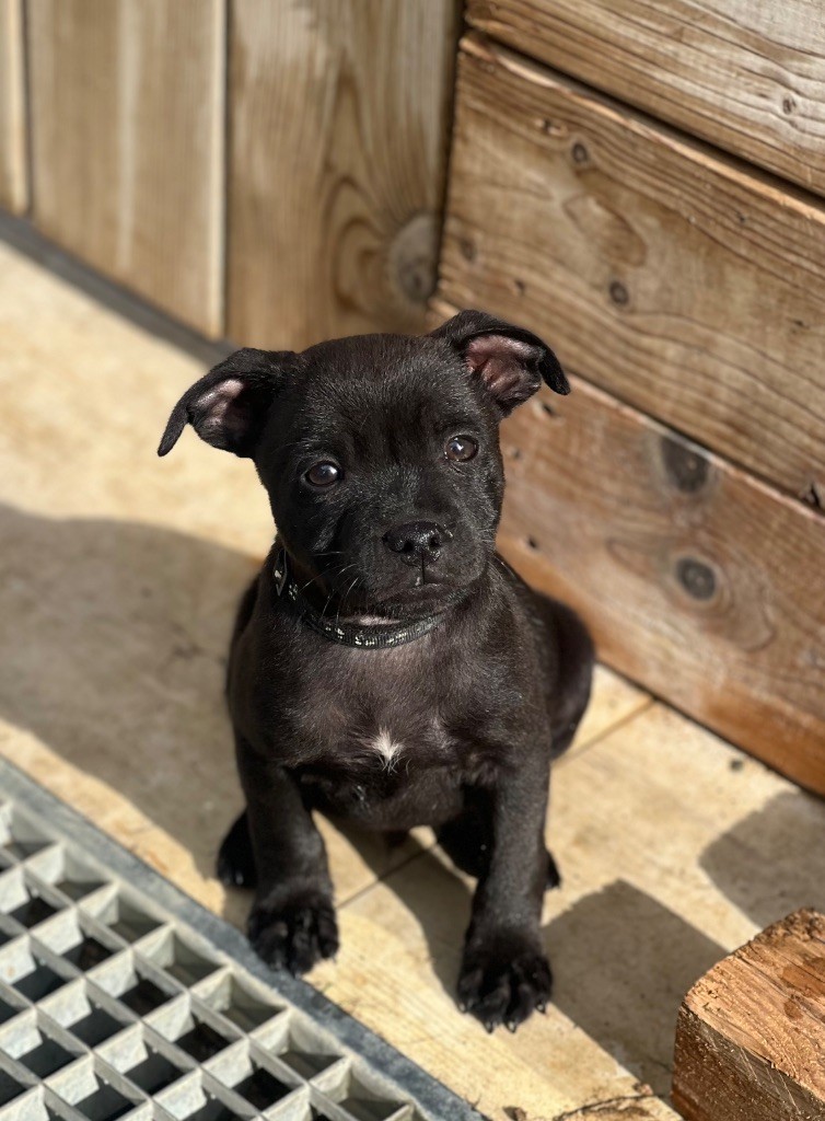 King Of Caribs - Chiots disponibles - Staffordshire Bull Terrier