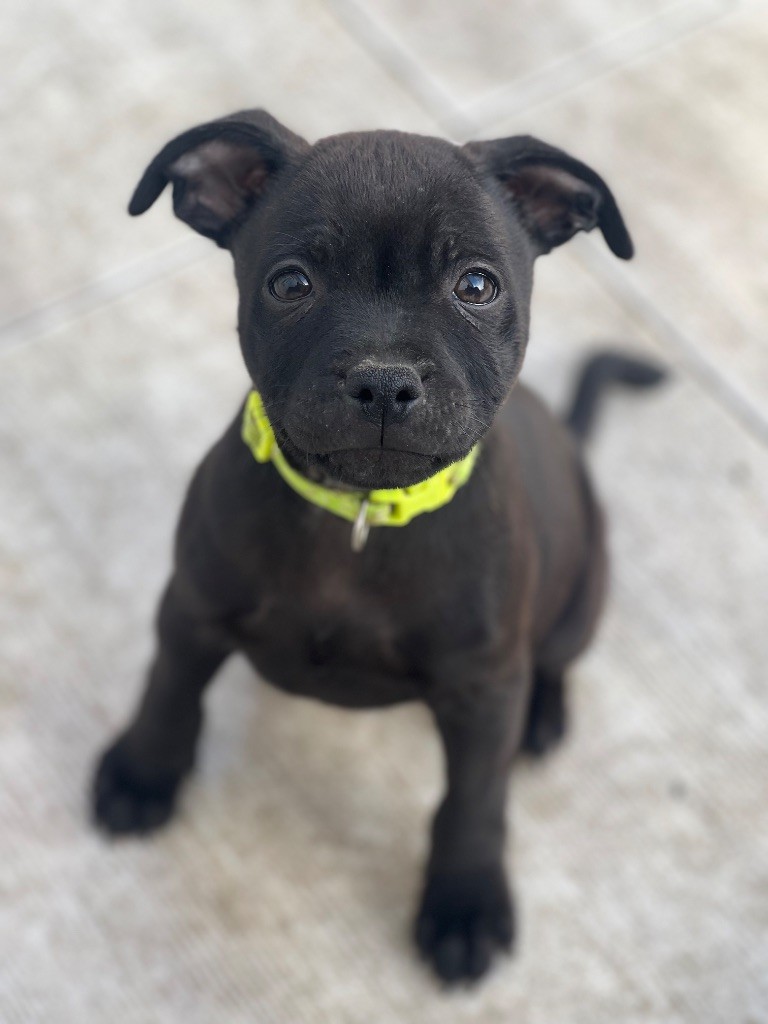 King Of Caribs - Chiots disponibles - Staffordshire Bull Terrier