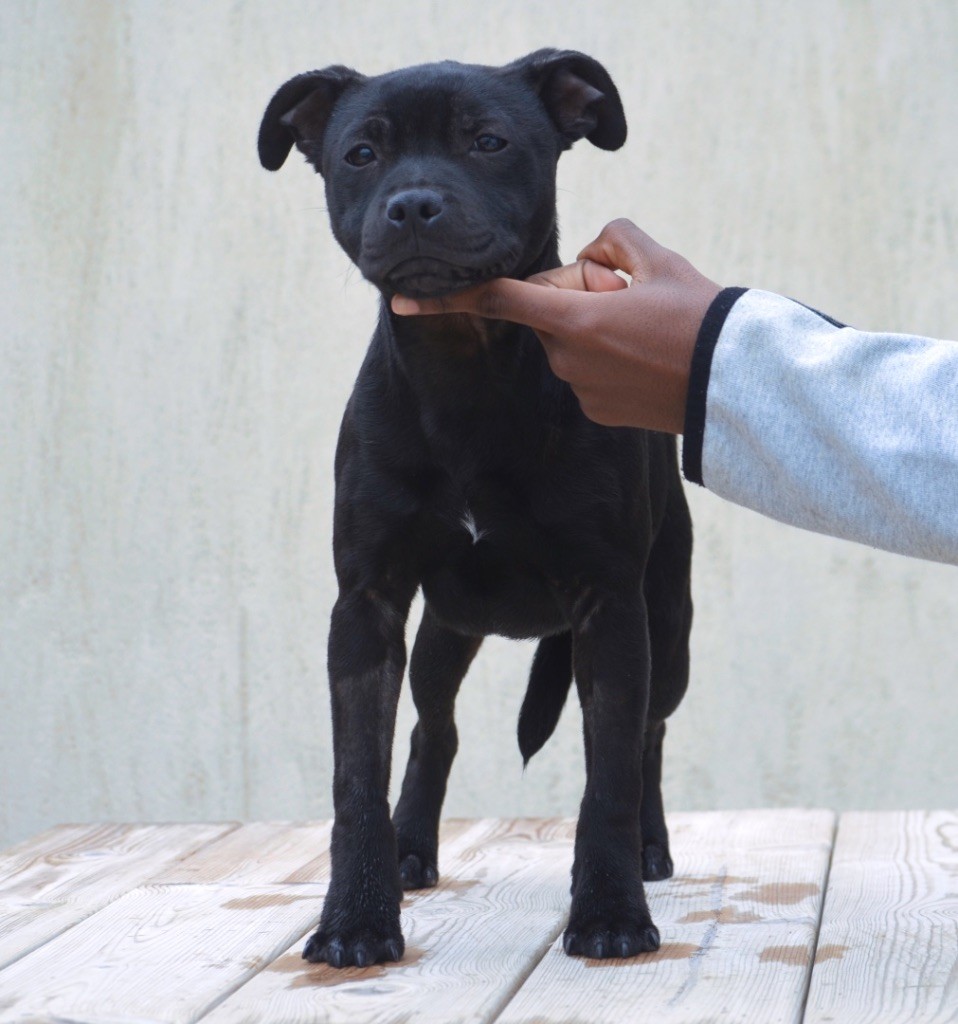 King Of Caribs - Chiots disponibles - Staffordshire Bull Terrier