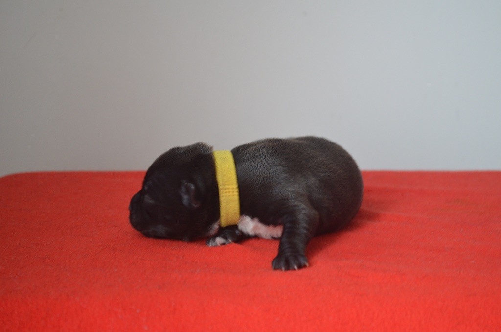 King Of Caribs - Chiots disponibles - Staffordshire Bull Terrier
