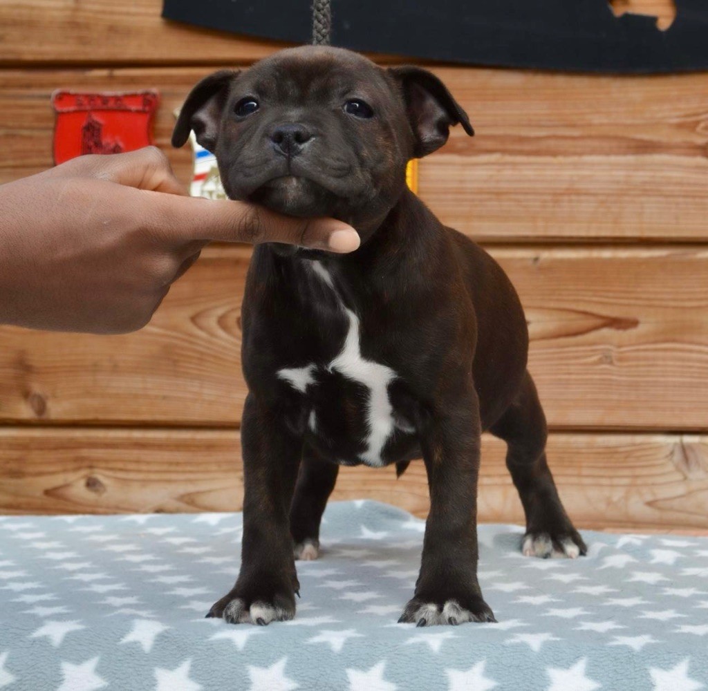 King Of Caribs - Chiots disponibles - Staffordshire Bull Terrier